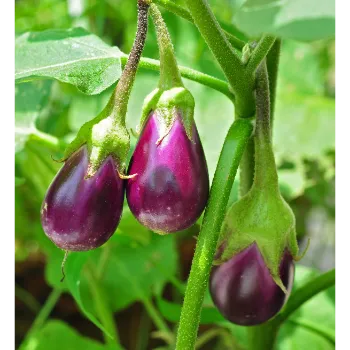 Brinjal (36)-6170694-53670.webp